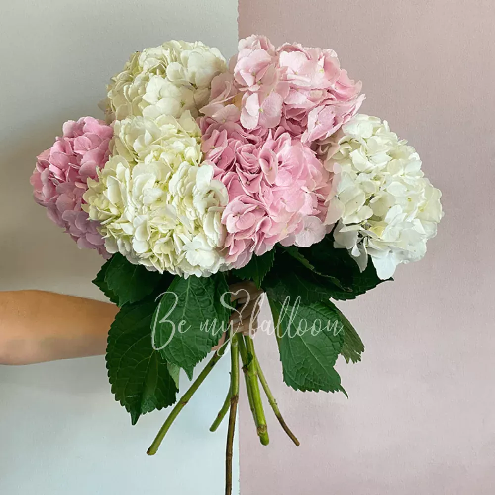 6 Mix Hydrangeas